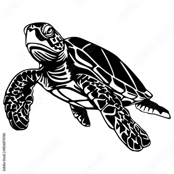 Fototapeta Tartaruga