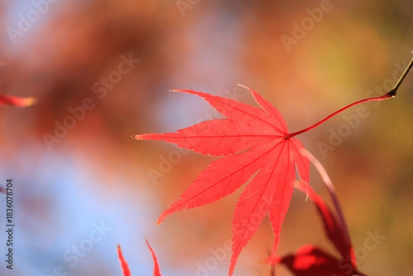 Obraz 紅葉　アップ　バックグラウンド