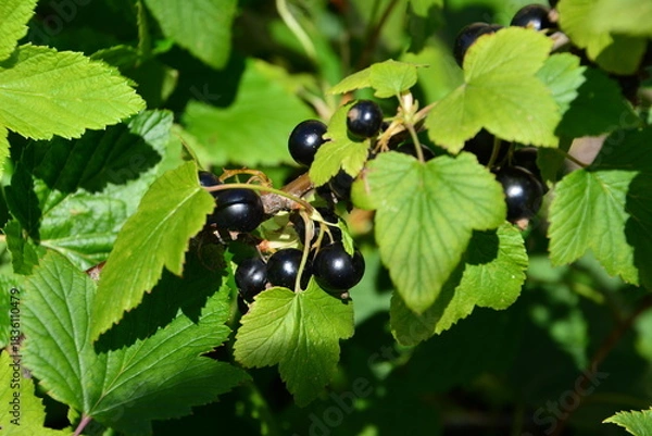 Obraz Ripe Blackcurrant Berries on a Bush in Summer Sunlight close up