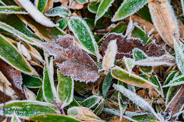 Fototapeta 登山道のクマザサ