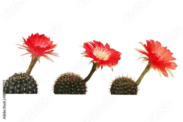 Fototapeta Close-up of three bright red flowering cacti isolated on transparent background png file.