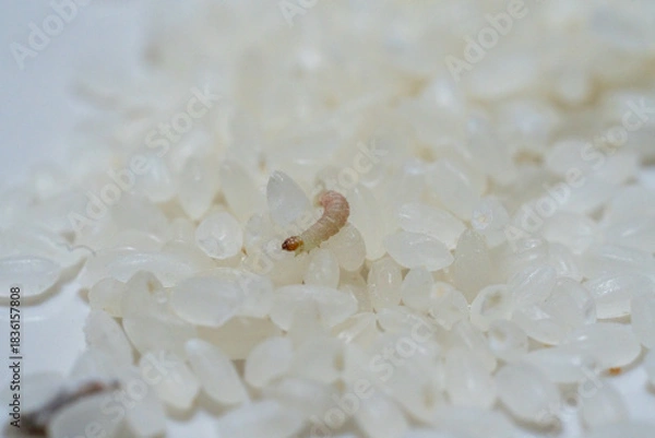 Obraz お米に発生したノシメマダラメイガのサナギ