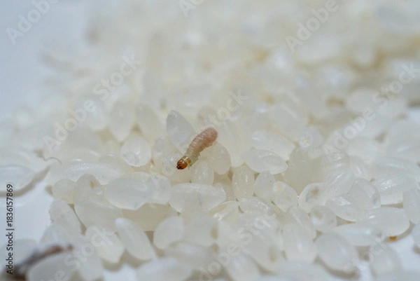 Obraz お米に発生したノシメマダラメイガのサナギ