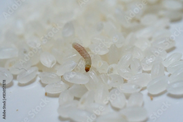 Obraz お米に発生したノシメマダラメイガのサナギ