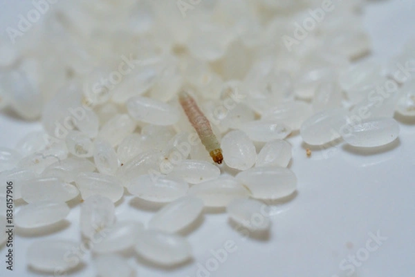 Obraz お米に発生したノシメマダラメイガのサナギ