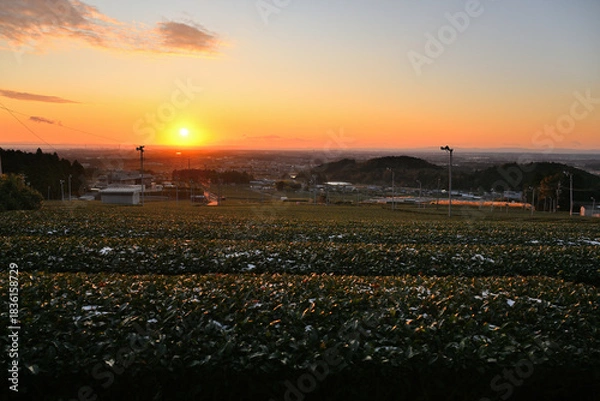 Obraz 茶畑から昇る朝日