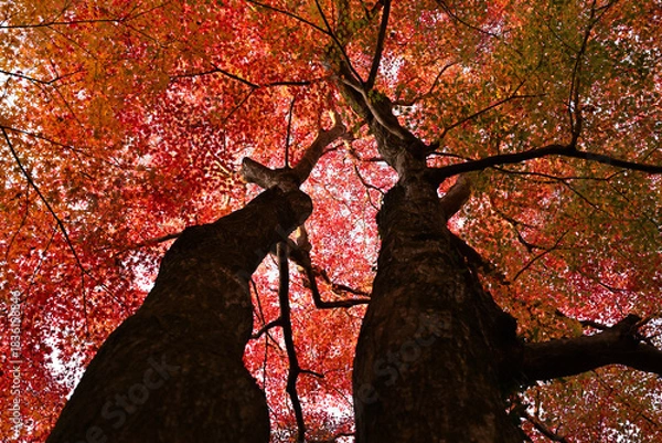 Obraz 紅葉したモミジ
