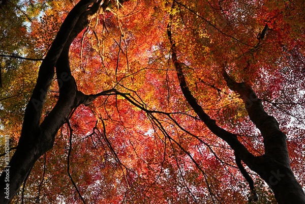 Obraz 紅葉したモミジ