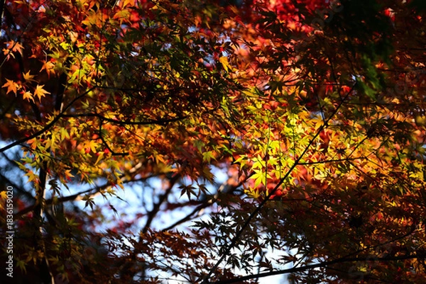 Obraz 紅葉したモミジ