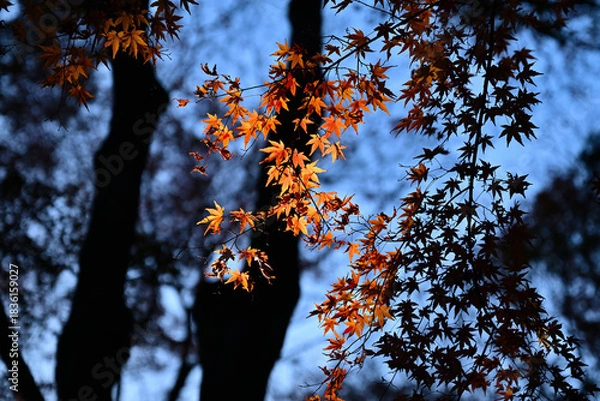 Obraz 紅葉したモミジ