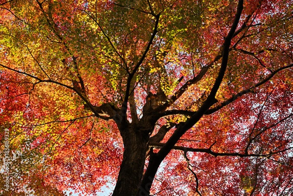 Obraz 紅葉したモミジ