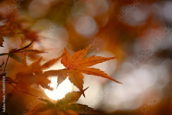 Obraz 紅葉したモミジ