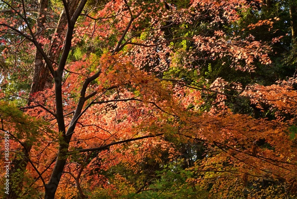 Obraz 紅葉したモミジ