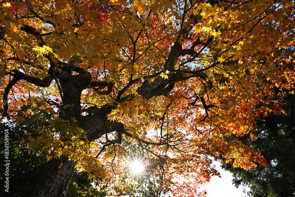 Obraz 紅葉したモミジ