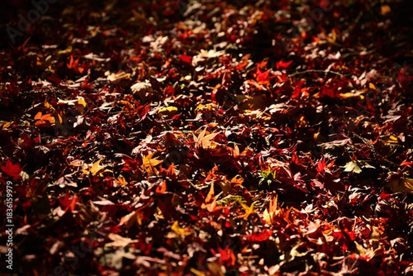 Obraz 紅葉したモミジ