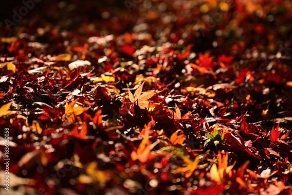 Obraz 紅葉したモミジ