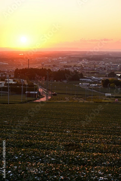 Obraz 茶畑から昇る朝日