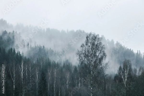 Fototapeta pine tree forest on mountain range in fog 