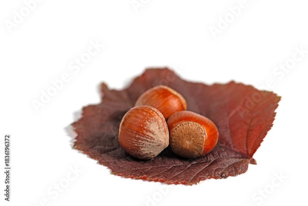 Fototapeta Haselnüsse in einer Nahaufnahme vor weißem Hintergrund