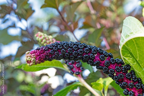 Fototapeta Früchte der Kermesbeere, Phytolacca, in einer Nahaufnahme
