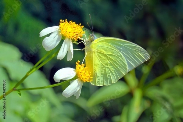 Obraz butterfly on flower
