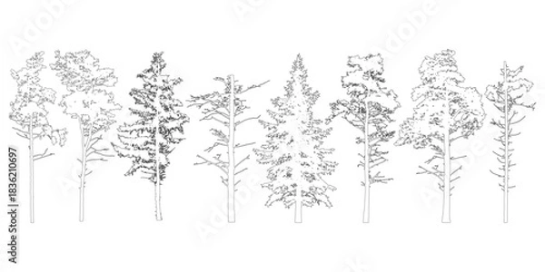 Obraz Coniferous evergreen trees with branches knots sticks, contours. Vector illustration