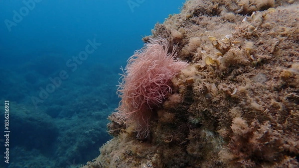 Fototapeta Red algae Amphiroa rigida undersea, Ligurian Sea, Italy, Imperia