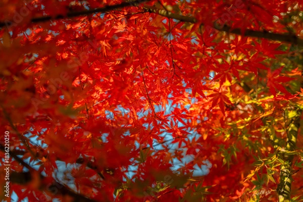 Obraz red autumn leaves