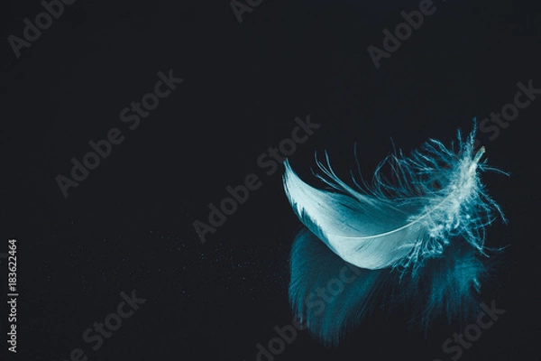 Fototapeta Feather on black mirrored surface background