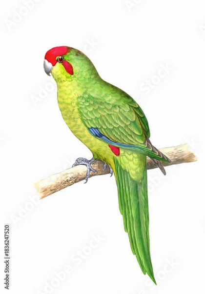 Obraz Colorful parrot illustration. Tropical bird.