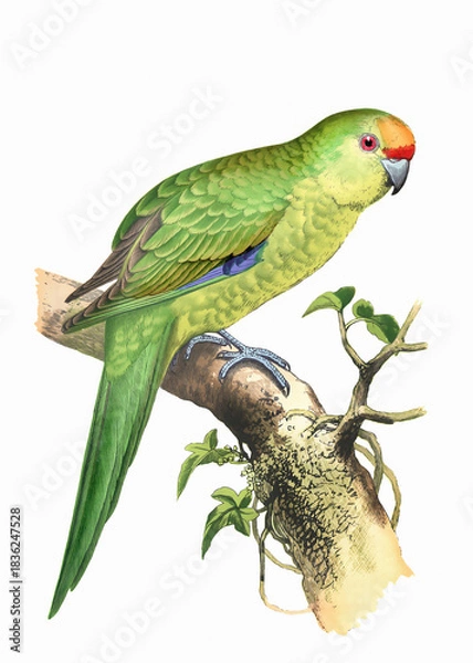 Obraz Colorful parrot illustration. Tropical bird.