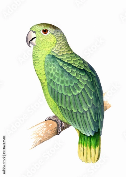 Obraz Colorful parrot illustration. Tropical bird.
