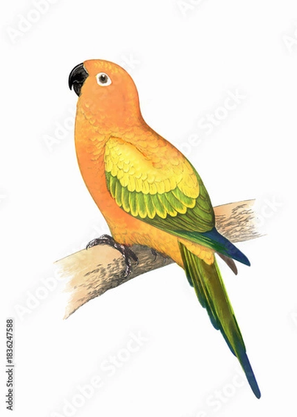Obraz Colorful parrot illustration. Tropical bird.