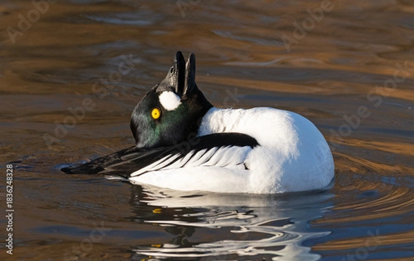 Obraz Goldeneye mating display