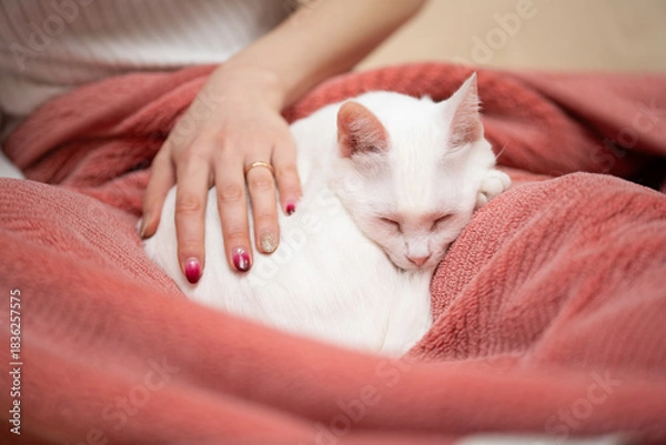 Fototapeta 眠る猫と撫でる飼い主の手