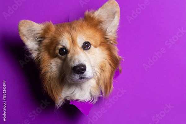 Fototapeta corgi fluffy portrait