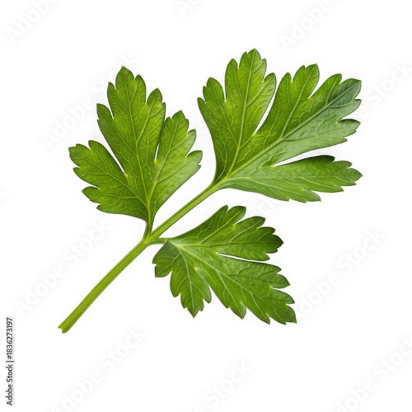 Obraz Fresh herb leaf isolated on transparent background