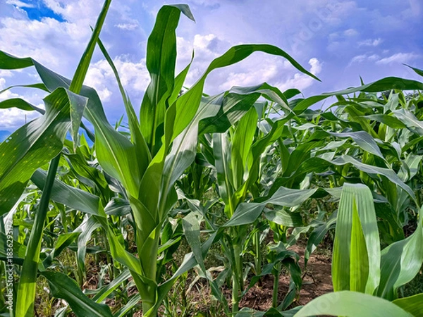 Obraz corn field with blue sky background