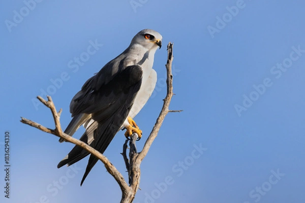 Obraz Black-shouldered Kite (Blouvalkie) (Elanus caeruleus) on the edge of the Pan near Halali in the Etosha National Park, Namibia