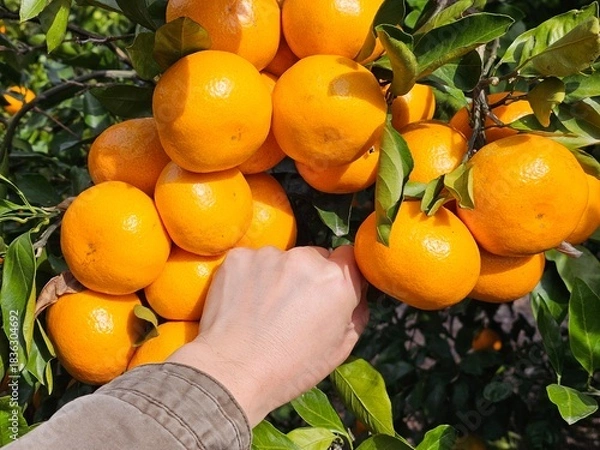 Obraz Fresh tangerines from Jeju Island, Korea