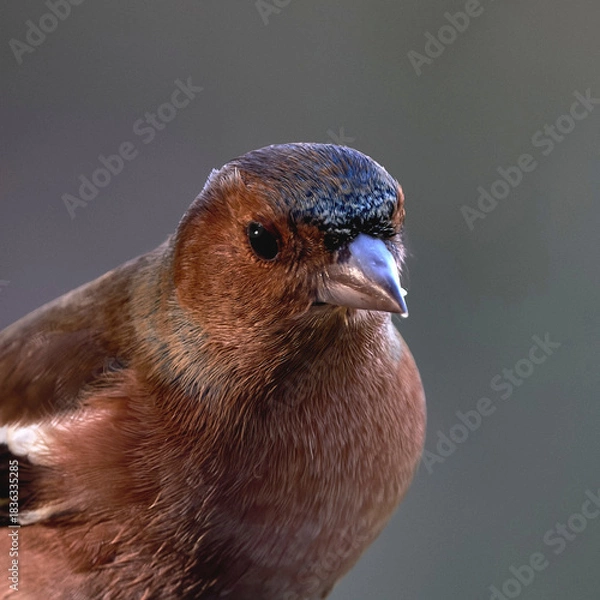 Obraz Chaffinch