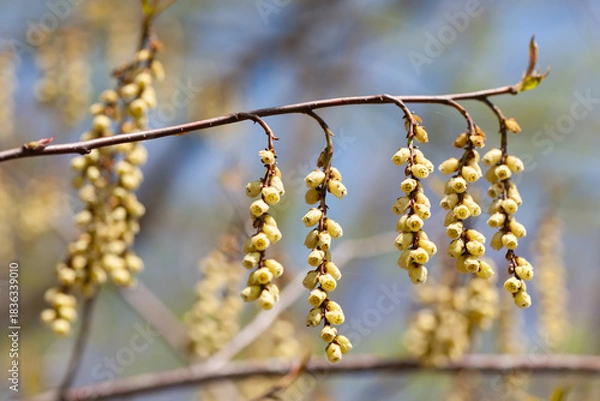 Fototapeta 春のキブシ