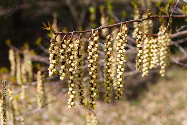 Fototapeta 満開のキブシ