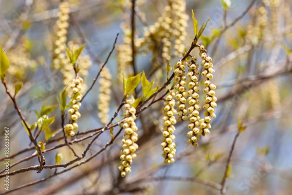 Fototapeta キブシの花