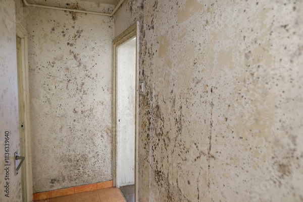 Fototapeta Details with mold heavy infesting the walls of an old apartment in a block of flats.