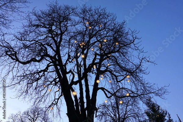 Obraz Der Adventsbaum am Abend