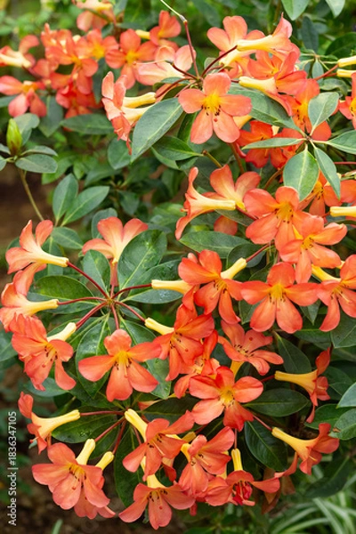 Fototapeta 満開マレーシアシャクナゲ