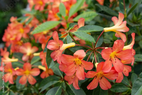 Fototapeta マレーシアシャクナゲの花