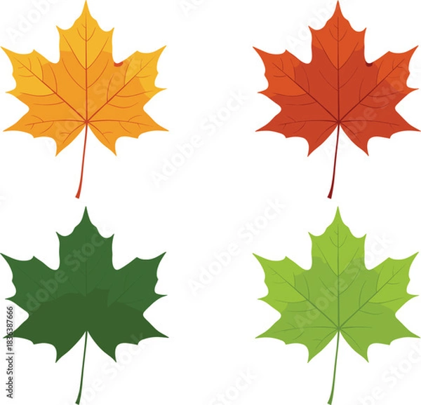 Fototapeta Vector illustration of four maple leaves in autumn and summer colors, featuring detailed shapes perfect for seasonal design projects.