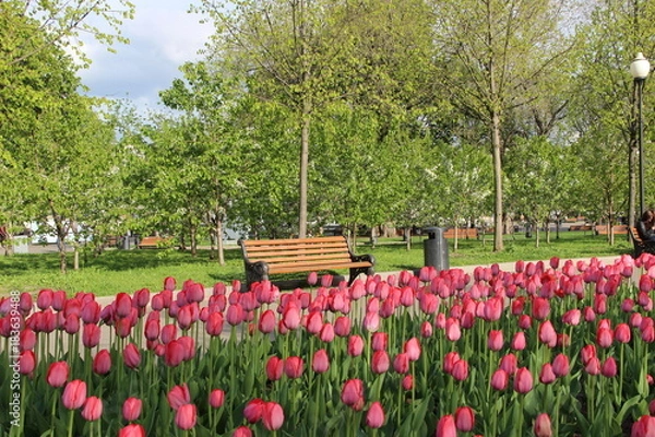 Fototapeta Spring:Tulips